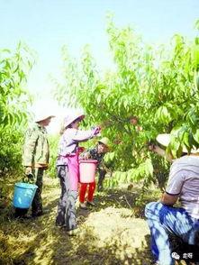 桃源深处有人家吃瓜,揭秘隐秘山村的神秘瓜果传奇  第2张